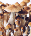 The Allure of Psychedelic Experiences: Magic Mushrooms in DC